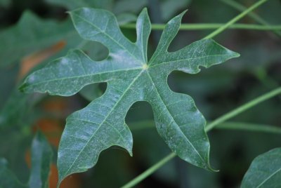 Brachychiton discolor -brachychiton - list
